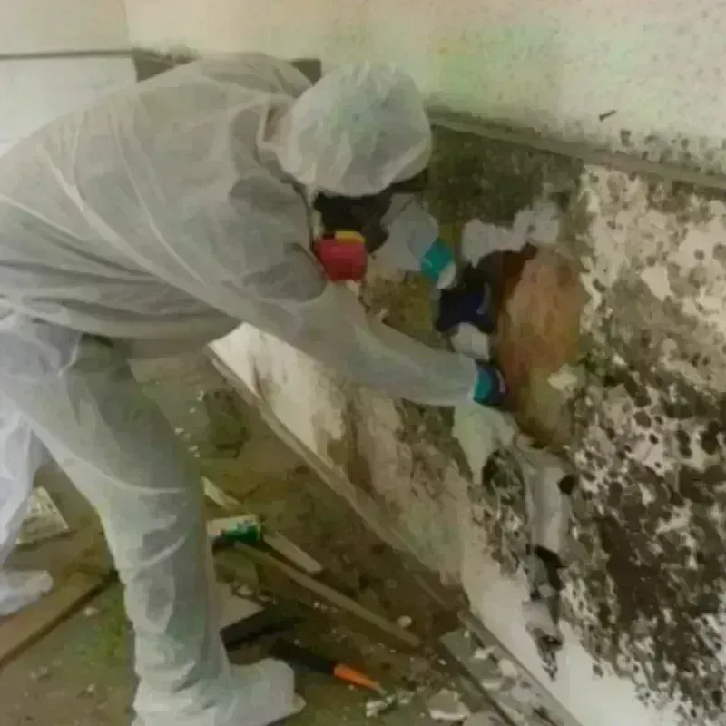 Mold Remediation and Removal in Livonia, LA